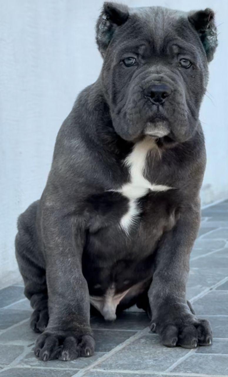 Castle Corsos Puppy